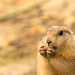 Prairie Dog by leonbuys83