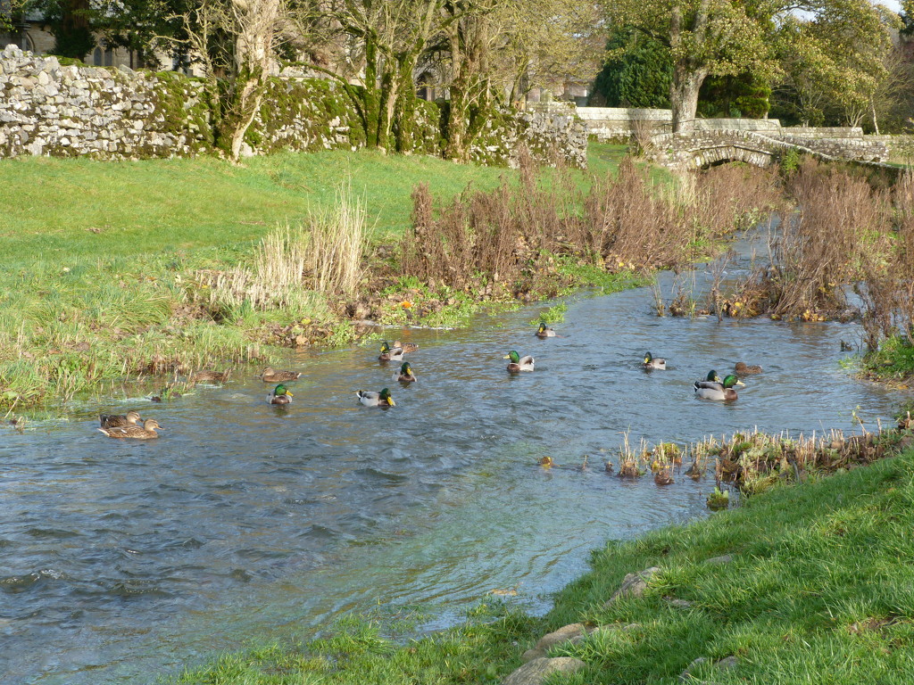 Happy ducks by shirleybankfarm