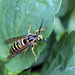 yellow jacket_5:365 by gaylewood
