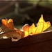 Sam's Week- Leaves 4 by olivetreeann