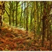 Nuffield Woodland 2 by judithdeacon
