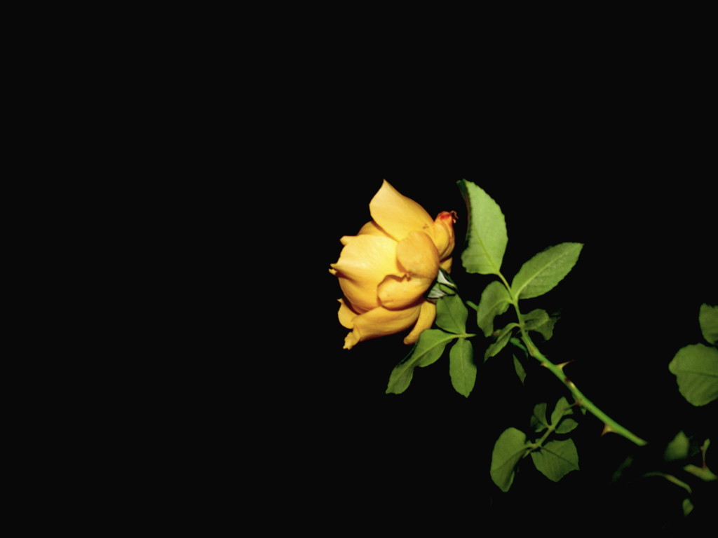 Nighttime Rose by randy23