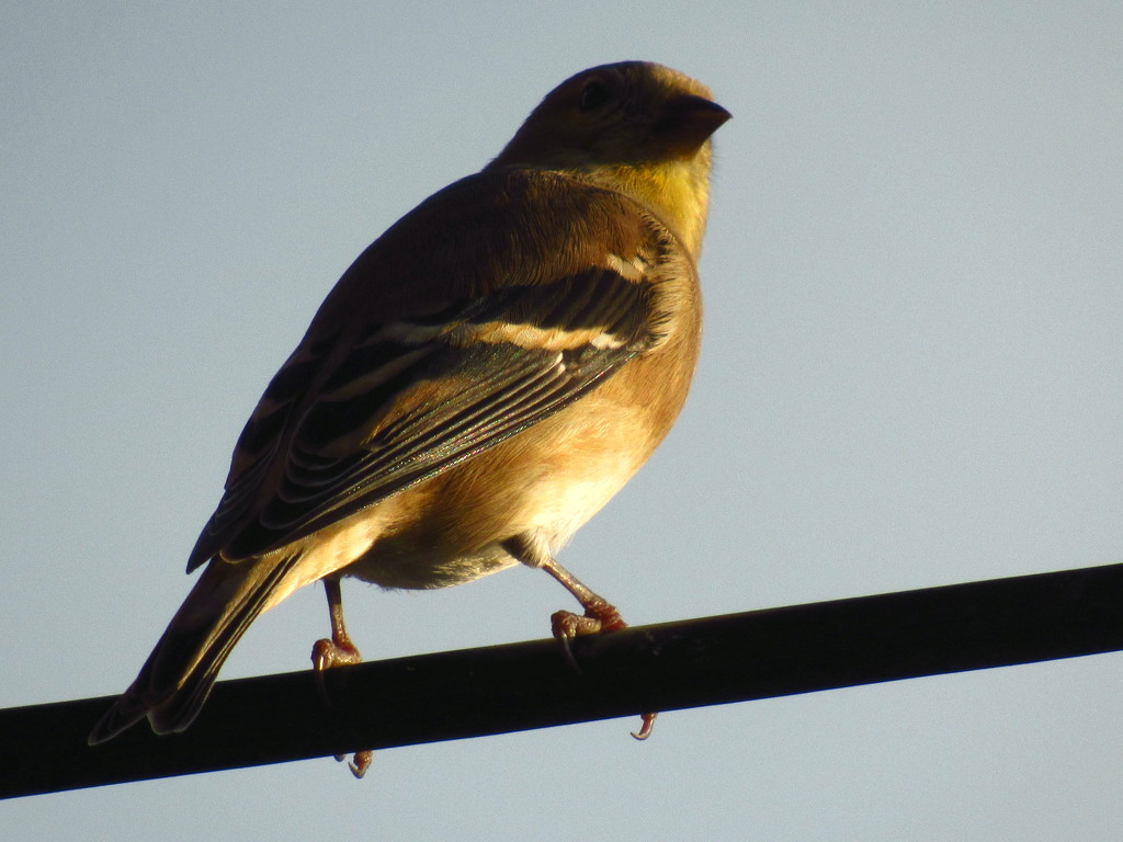 Winter Goldfinch by randy23