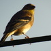 Winter Goldfinch by randy23