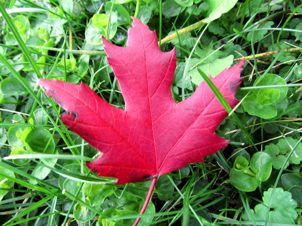 Maple Leaf by randy23