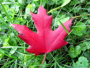 16th Oct 2015 - Maple Leaf