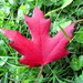 Maple Leaf by randy23
