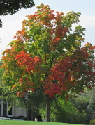 17th Oct 2015 - Early Fall Colors