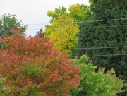 18th Oct 2015 - Fall Colors