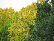 20th Oct 2015 - More Fall Colors