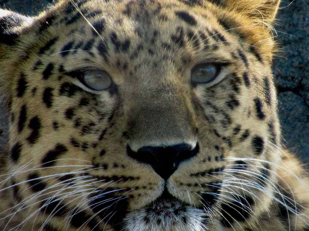 Leopard by randy23