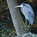 Blue Heron Resting by rickster549
