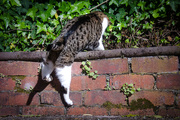 13th Nov 2015 - Nature of the Cat