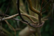 13th Nov 2015 - contorted willow