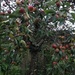 Apple tree before trim