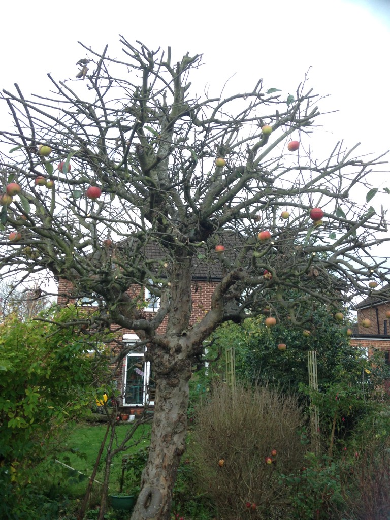 Apple tree trimmed by denidouble
