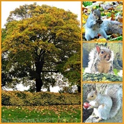 13th Nov 2015 - Squirrels  Tree.