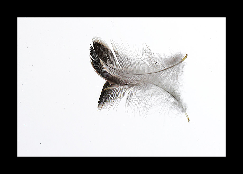 Feather! by fayefaye