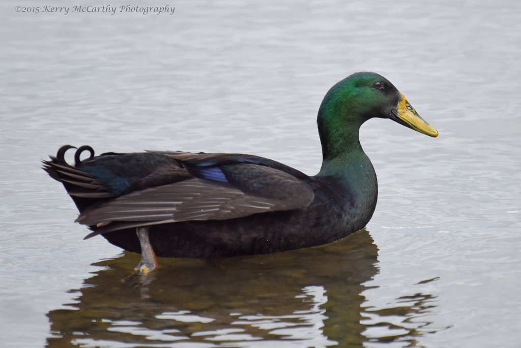 Mystery duck by mccarth1