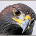 Inquisitive Golden Eagle by carolmw