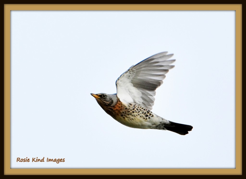 My first sighting of a fieldfare this winter by rosiekind