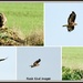 Here's the buzzard by rosiekind