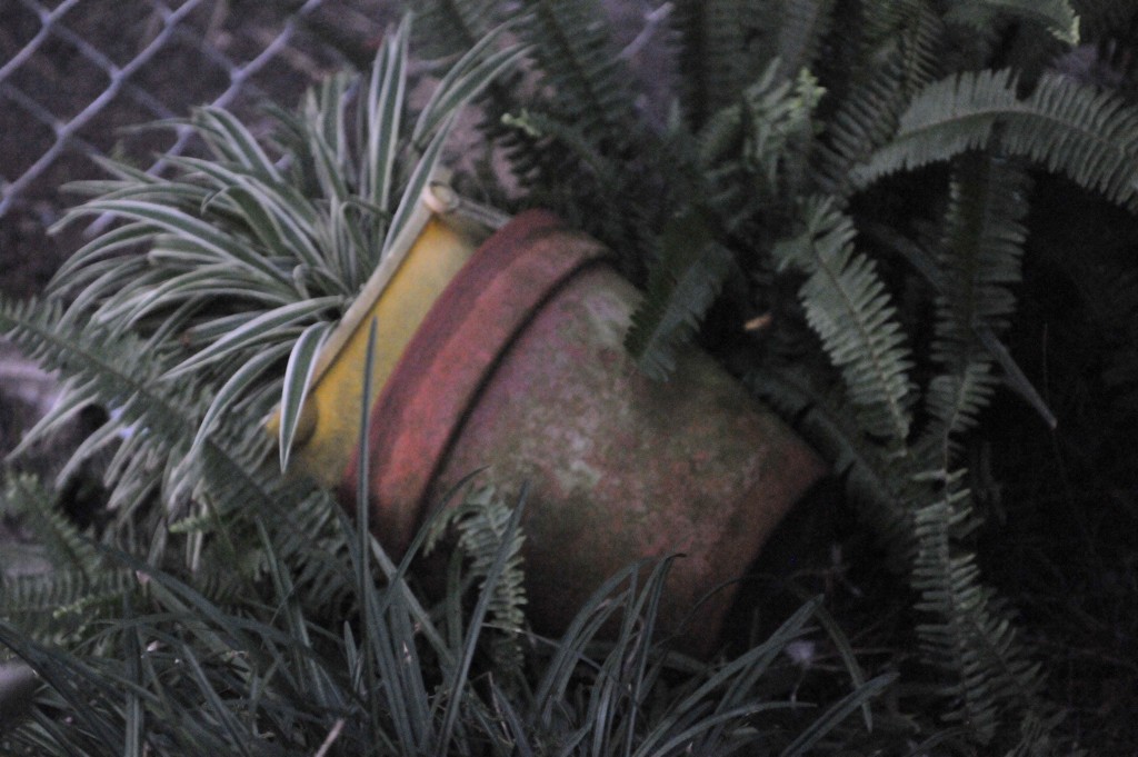 Plant Pot by kathyrose
