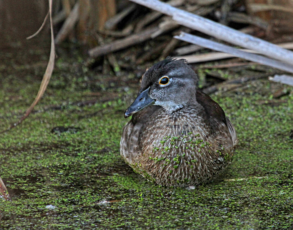 Female Wood Duck by tosee