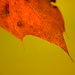 The Leaf by novab