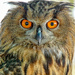 Leonidas the Eagle Owl by danette