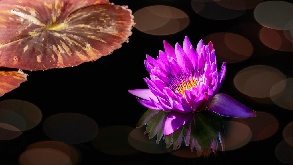 Water Lily Conversation with Her Lily Pad Texturized by jgpittenger