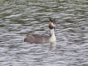 26th May 2015 -  Great Crested Grebe