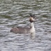  Great Crested Grebe by susiemc