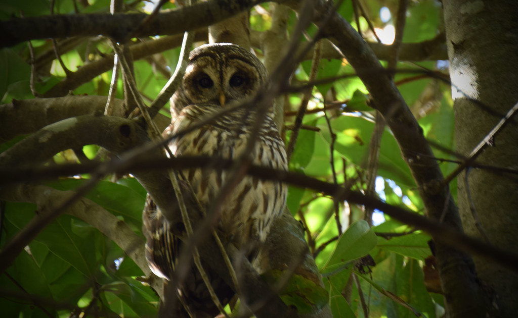 Barred Owl by rickster549