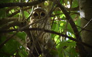13th Nov 2015 - Barred Owl