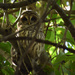 Barred Owl by rickster549