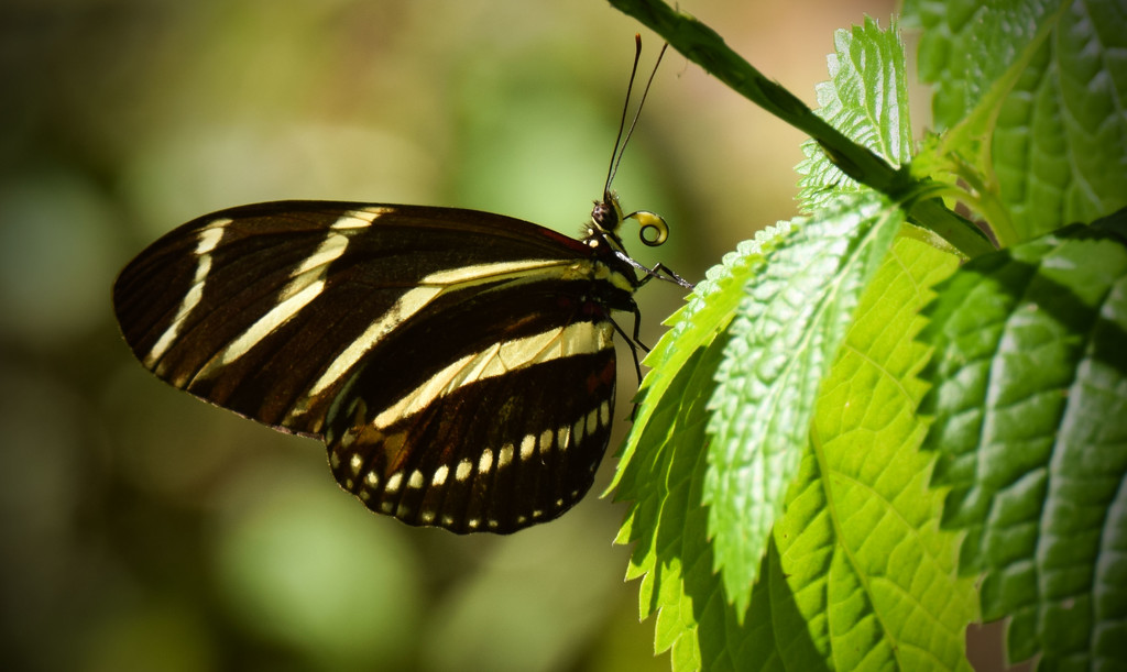Zebrawing Butterfly by rickster549