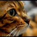 Purty kitty. by hmgphotos