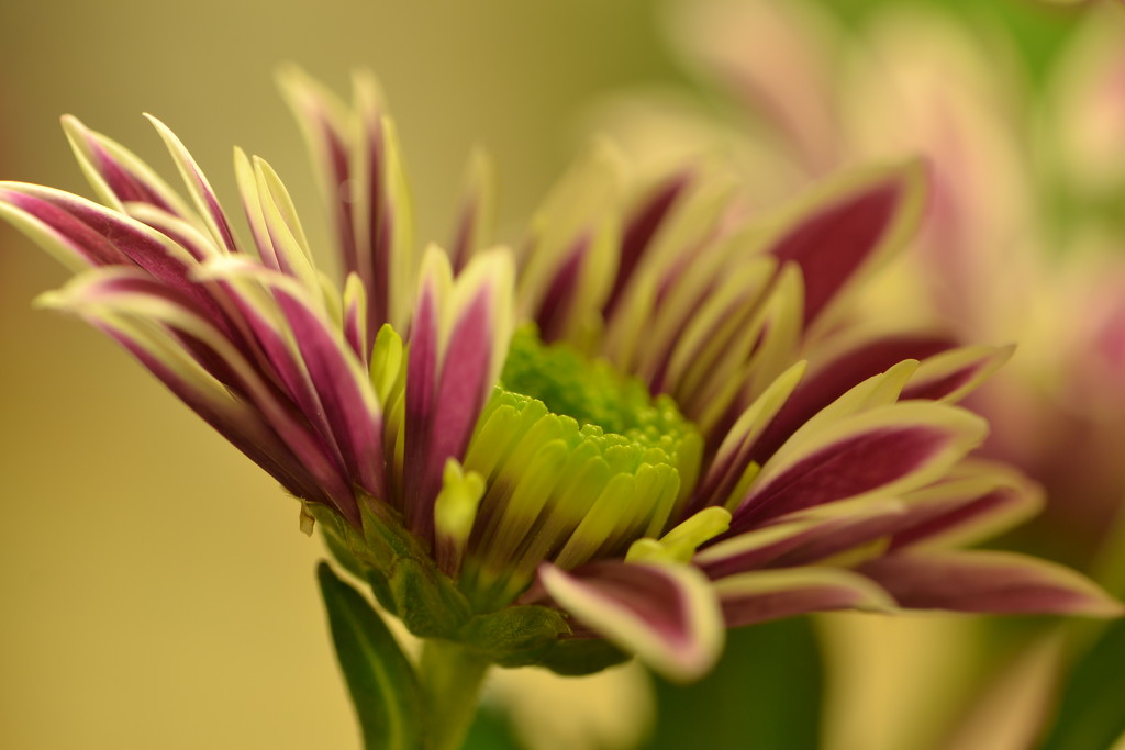 Chrysanthemum by ziggy77