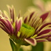 Chrysanthemum by ziggy77