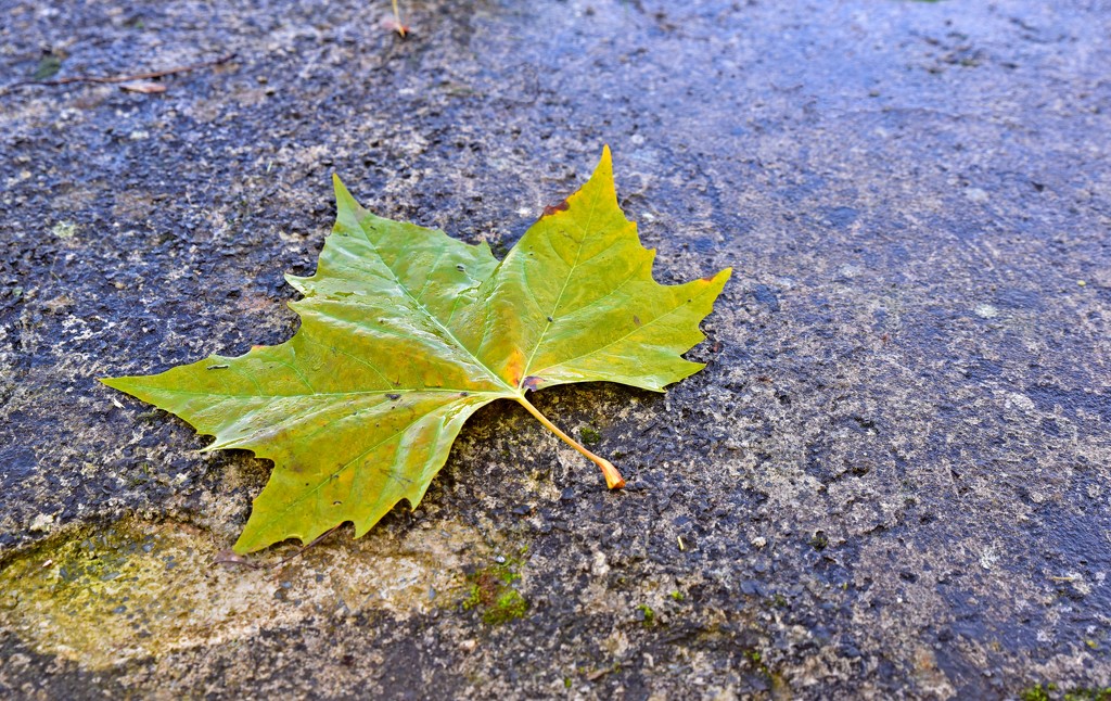 A Year of Days - Day 317: Leaf on a Wet Stone Wall by vignouse