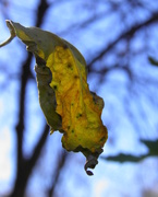 10th Nov 2015 - Lone Tree Leaf