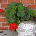 November Geraniums by daisymiller