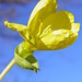Tall Yellow Primrose by daisymiller
