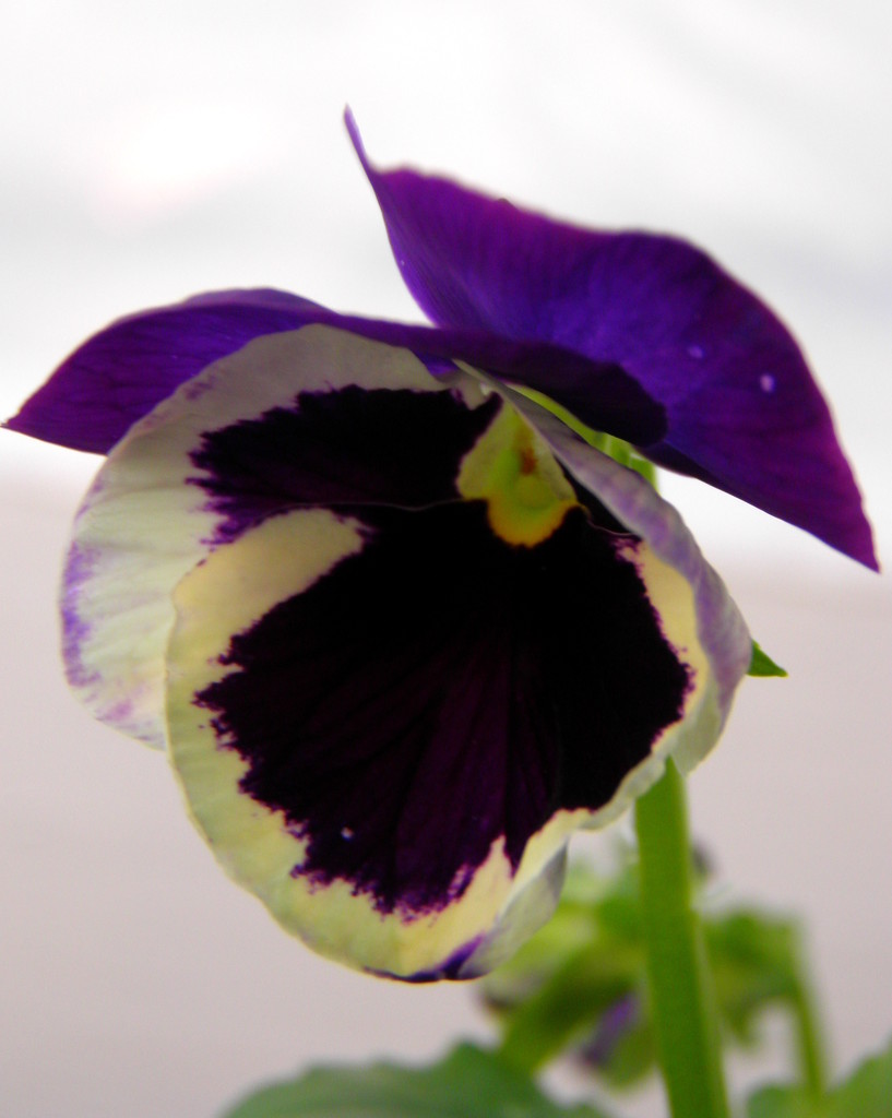 Greenhouse Pansy by daisymiller