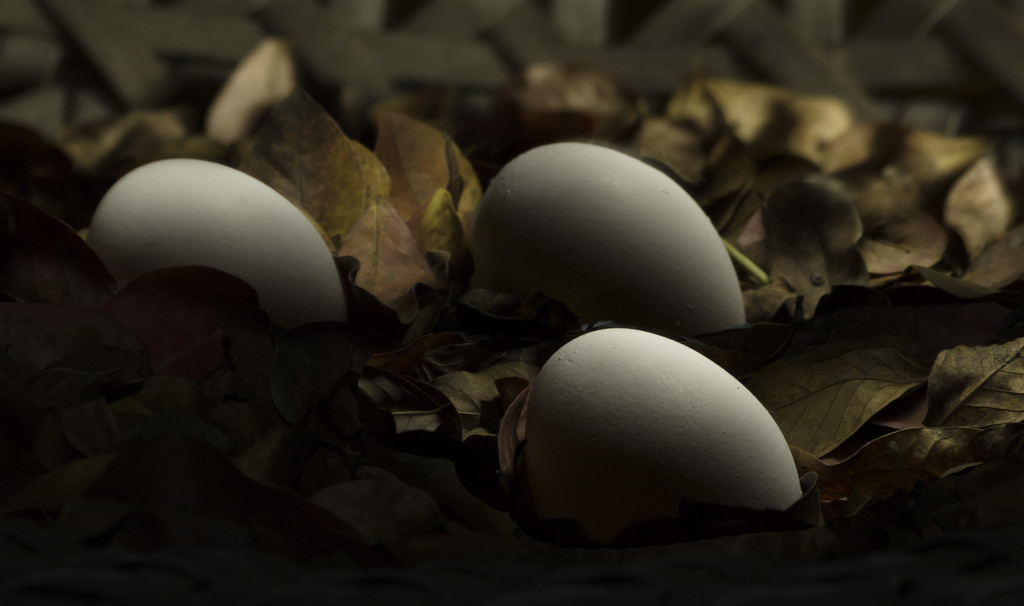 Eggs - Light Sculpting by shesnapped
