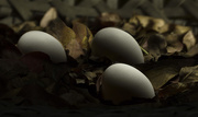 12th Nov 2015 - Eggs - Light Sculpting