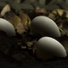 Eggs - Light Sculpting by shesnapped