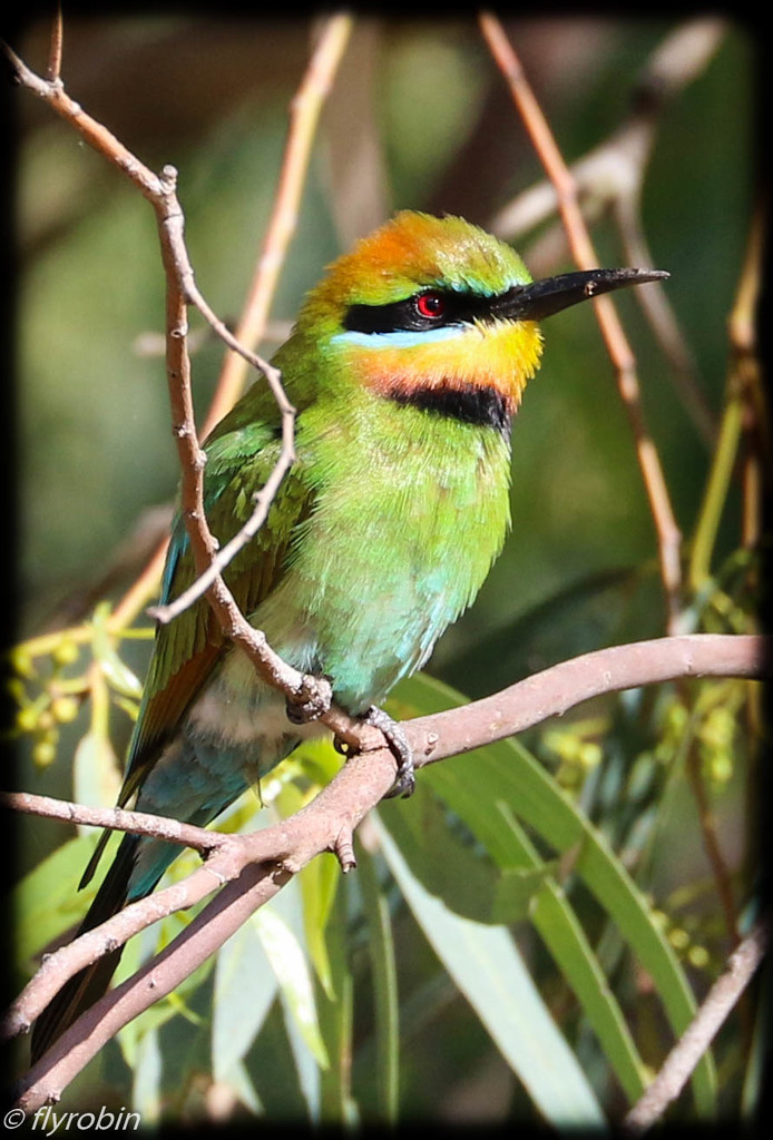 Glorious Rainbow Bee-eater by flyrobin