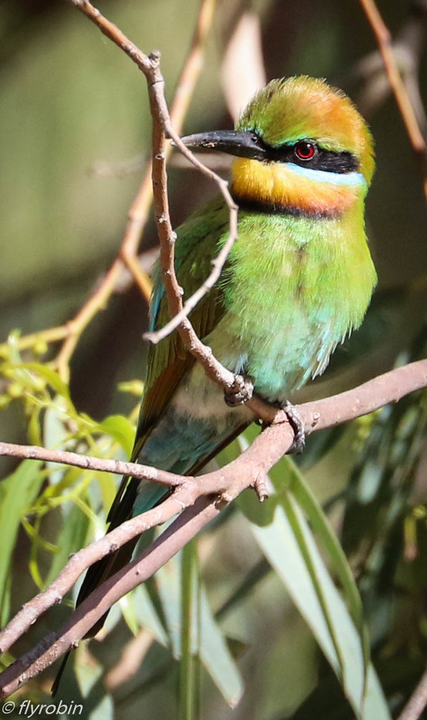 Curious Rainbow Bee-eater by flyrobin